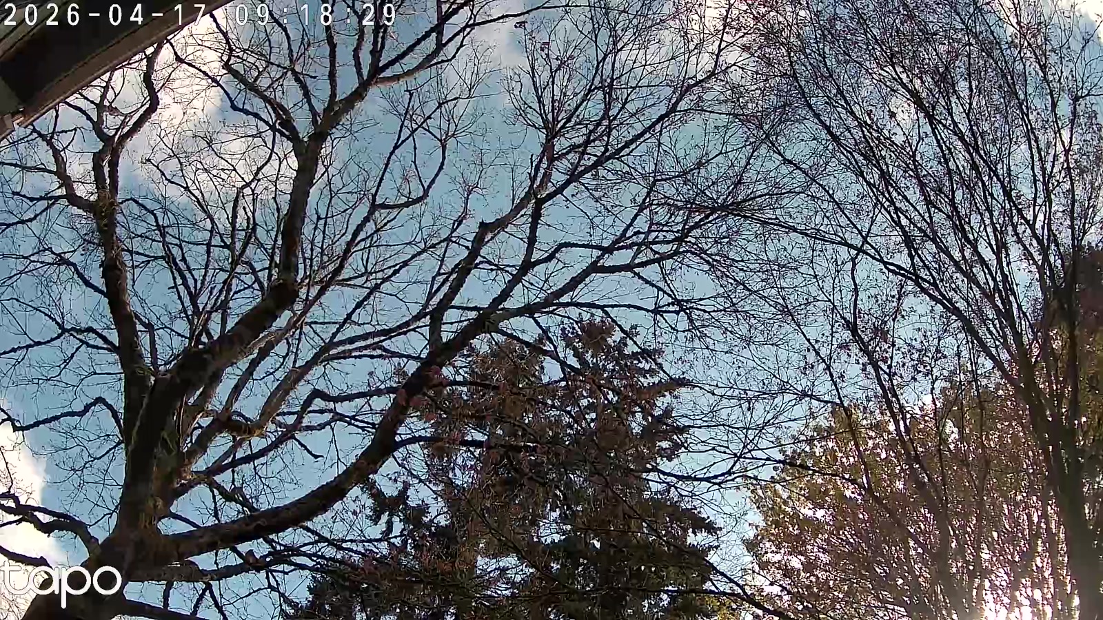 Seattle skyline webcam preview